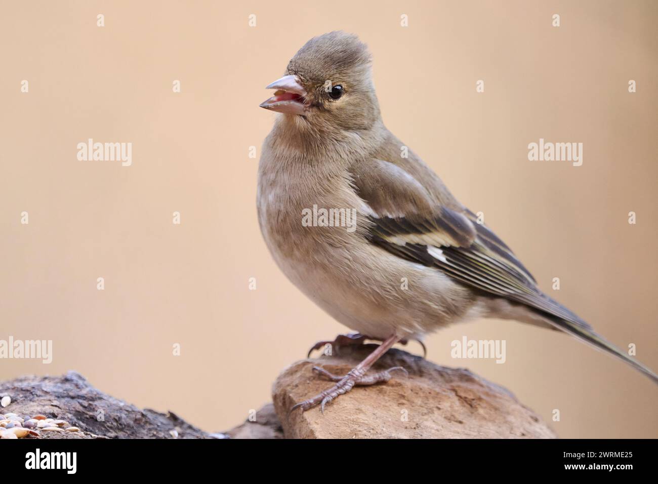 Eine detaillierte Nahaufnahme eines weiblichen Chaffinch, Fringilla coelebs, während er ruhig auf einer felsigen Oberfläche mit einem weichen beigefarbenen Hintergrund thront. Stockfoto