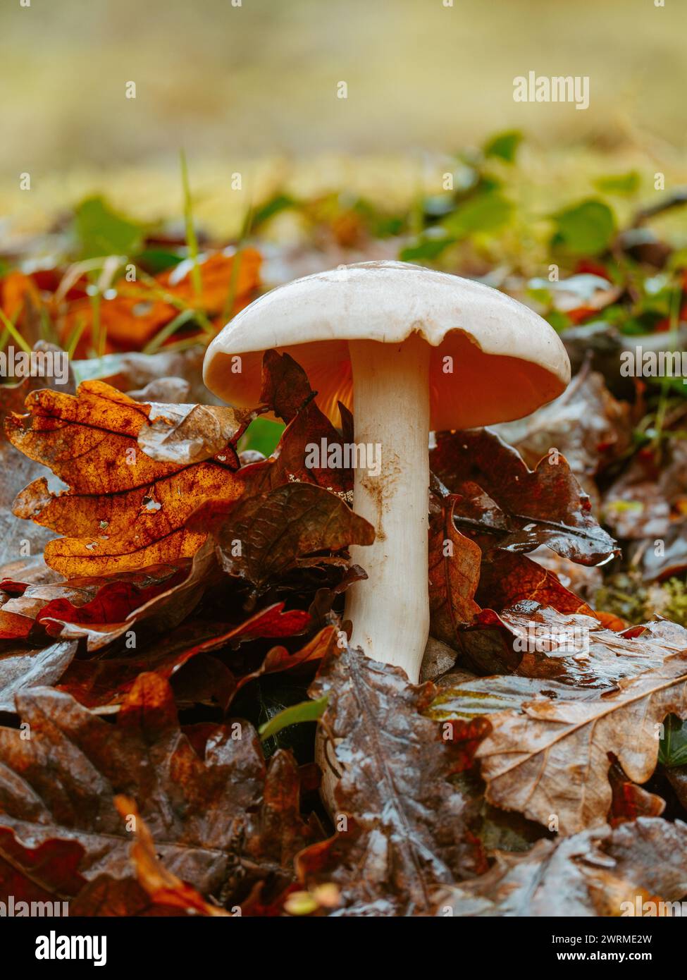Ein unberührter weißer Pilz steht inmitten einer Vielzahl von bunten gefallenen Blättern, ein Symbol für die wechselnden Jahreszeiten. Stockfoto