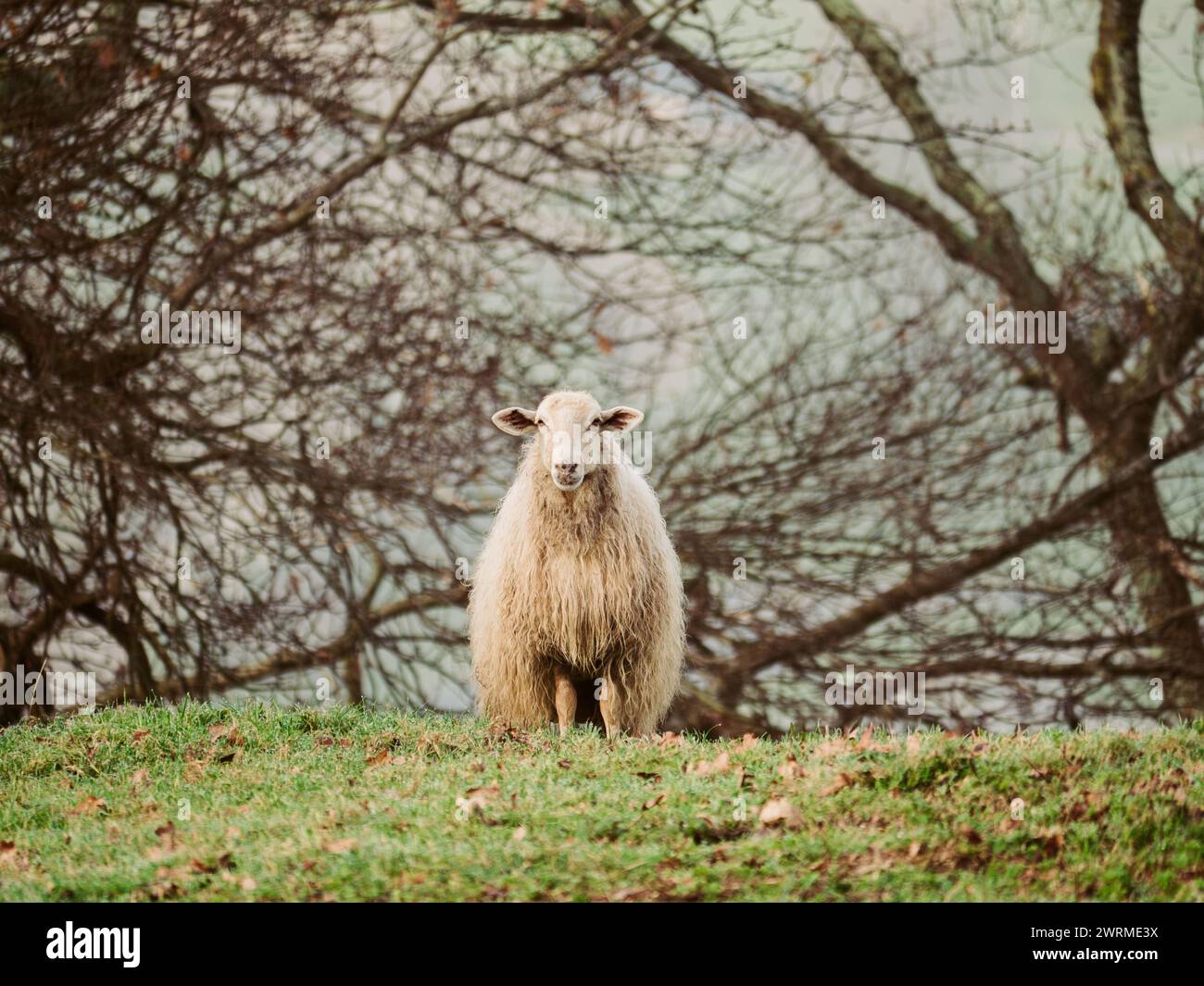 Ein einsames Schaf mit dickem Vlies steht auf einem üppigen Hügel an den farbigen Klippen von Jaizkibel in Gipuzkoa, Spanien, und bietet eine ruhige Pastoralkulisse Stockfoto