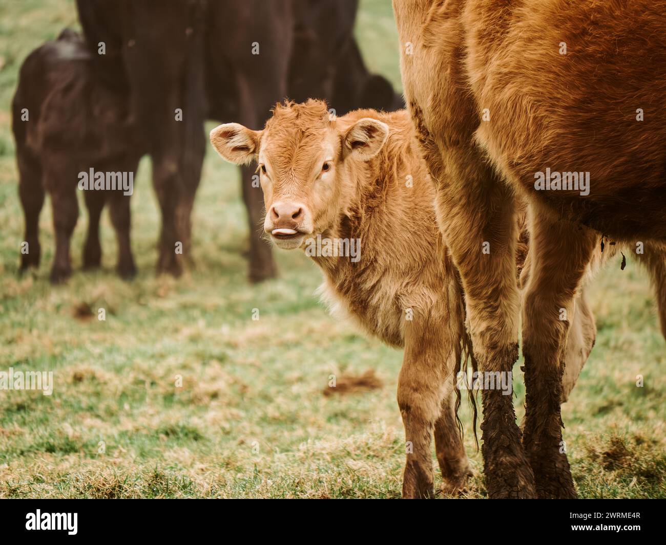 Ein neugieriges junges braunes Kalb blickt mit einer Herde dunkler Rinder im Hintergrund auf einer friedlichen grünen Weide nach vorne. Stockfoto