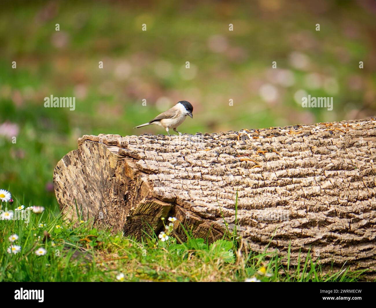 Ein kleiner Vogel thront auf einem verwitterten Baumstamm, umgeben von blühenden Wildblumen und verkörpert die Erneuerung des Frühlings. Stockfoto