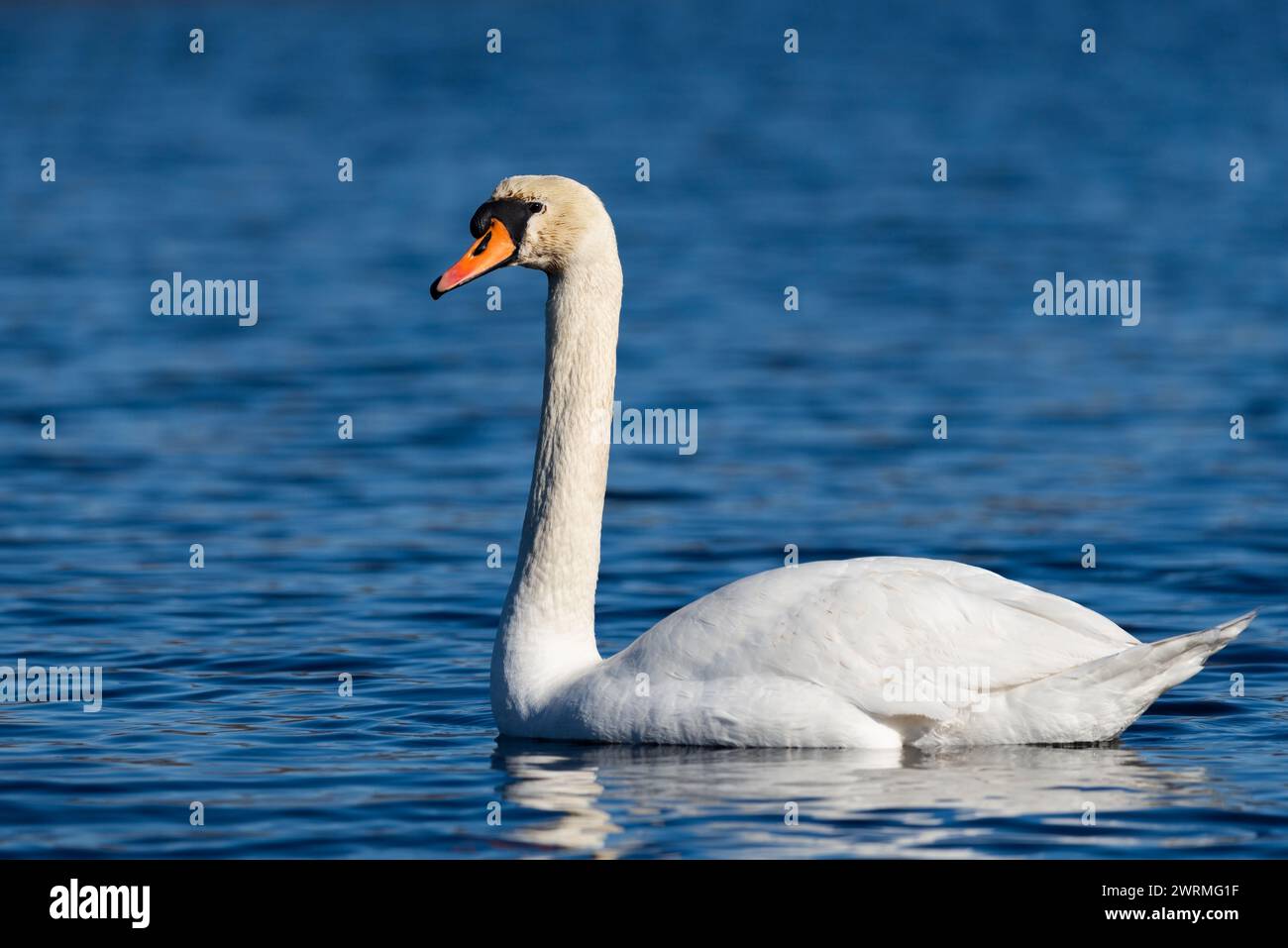 Weißer Schwan auf dem blauen Wasser eines wilden Teichs, konzentriere dich auf den Kopf des Schwans Stockfoto