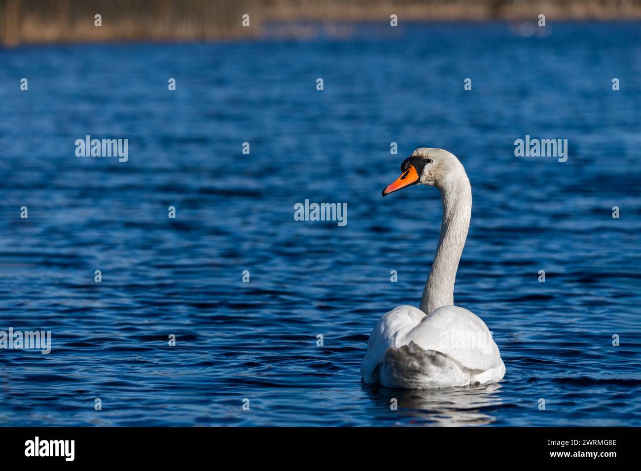 Weißer Schwan auf dem blauen Wasser eines wilden Teichs, konzentriere dich auf den Kopf des Schwans Stockfoto