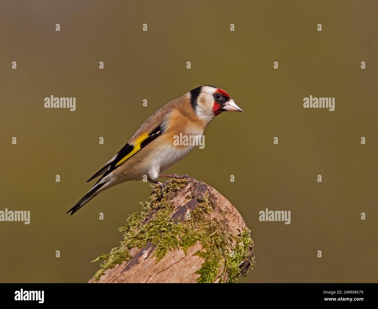 Europäischer Goldfink hoch oben Stockfoto