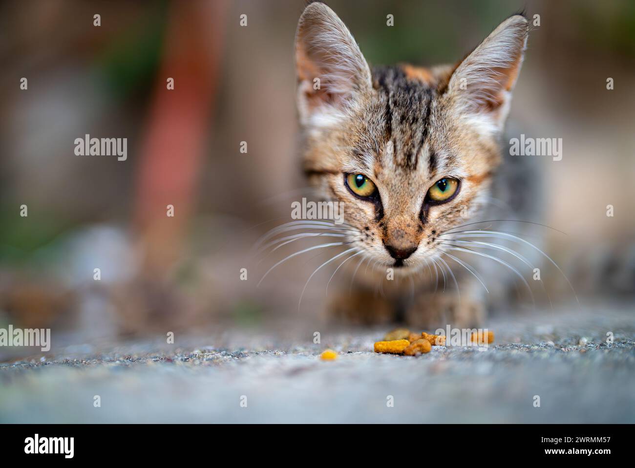 Obdachlose Katze isst Katzenfutter auf der Straße. Stockfoto
