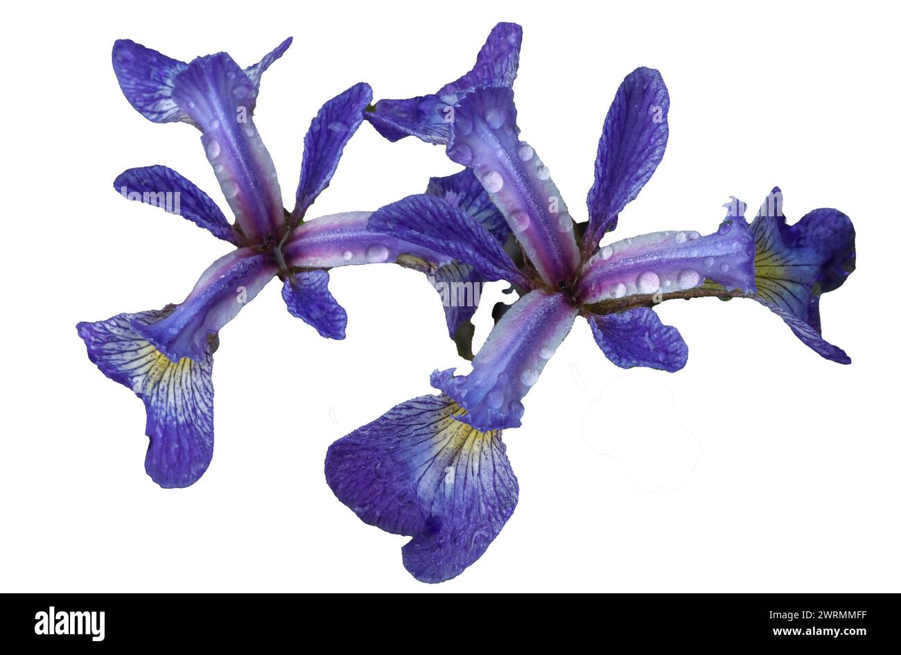 Blue Flag Iris (Iris versicolor) wächst neben einem Teich im Adirondack Forest Preserve im Bundesstaat New York Stockfoto