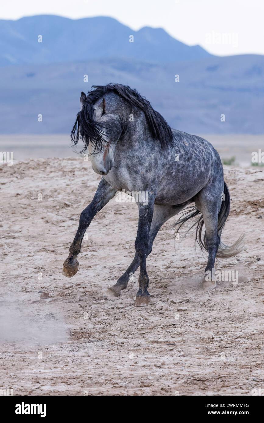 Die Wildpferdeherde des Onaqui Mountain hat eine leichte bis mittelschwere Struktur und ist in Farben wie Sauerampfer, roan, Buchleder, Schwarz, Palomino, und grau. Stockfoto