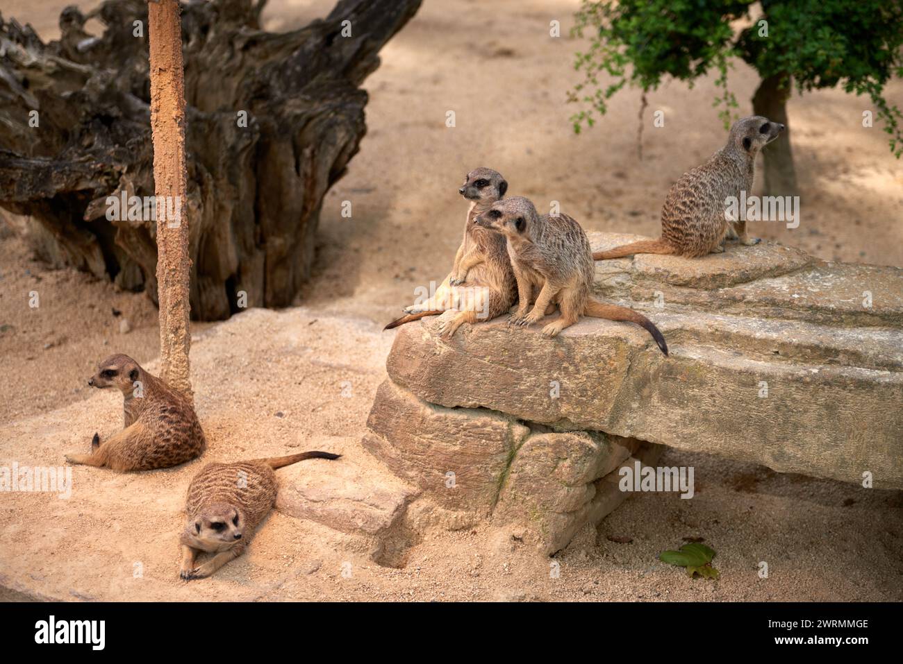 Erdmännchen-Oase im Herzen des Zoos. Bezaubernde Meerkats. Zoo-Wunder: Bezaubernde Meerkats in Gefangenschaft. Verspielte Meerkats, die im Zoo gedeihen Stockfoto