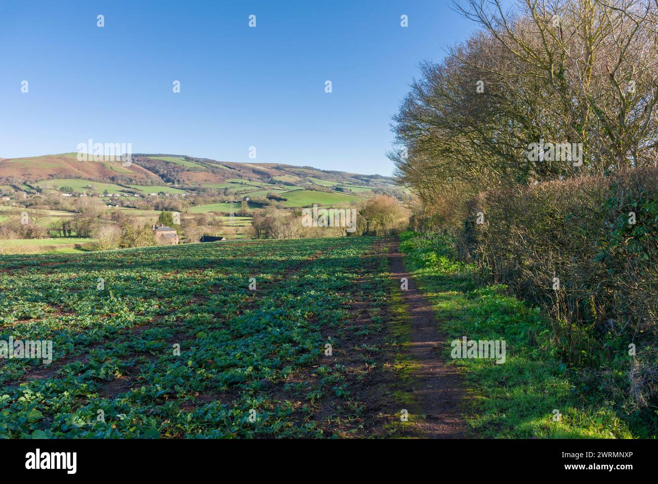 Ein öffentlicher Wanderweg am Rande eines Feldes mit jungen Kohlefrüchten im Winter bei Lower V mit den Quantock Hills Beyond, Somerset, England. Stockfoto