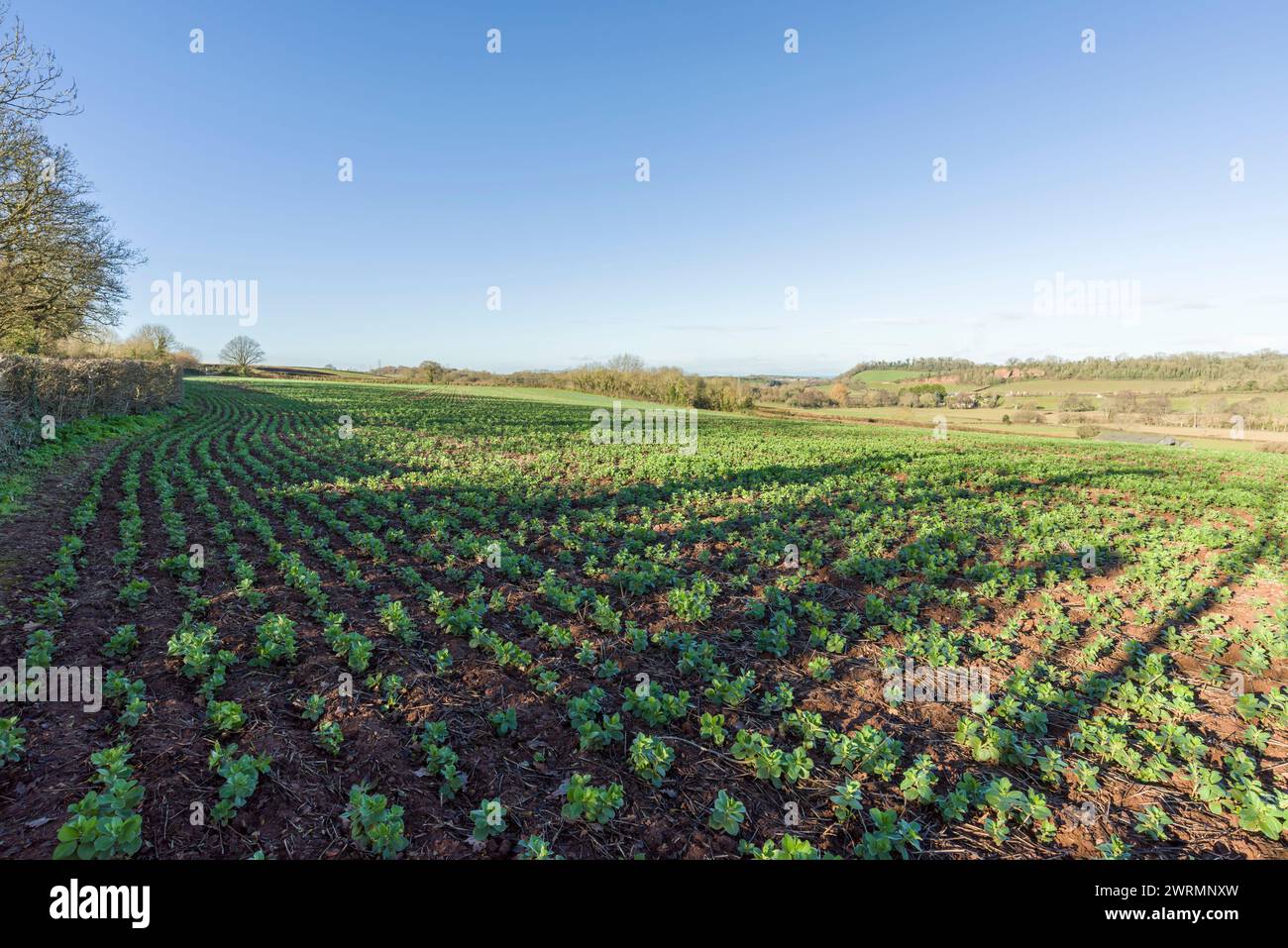 Ein Feld mit jungen, breiten Bohnen (Vicia faba) Pflanzen, die im Winter in Lower V, Somerset, England, wachsen. Stockfoto