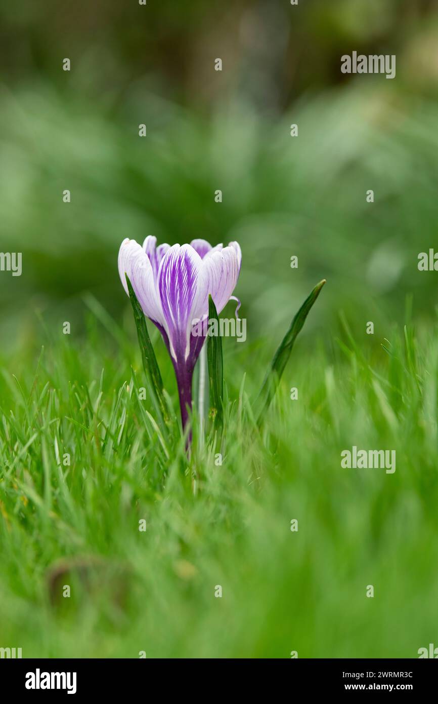 Krokusblume auf einem Rasen im märz. UK Stockfoto