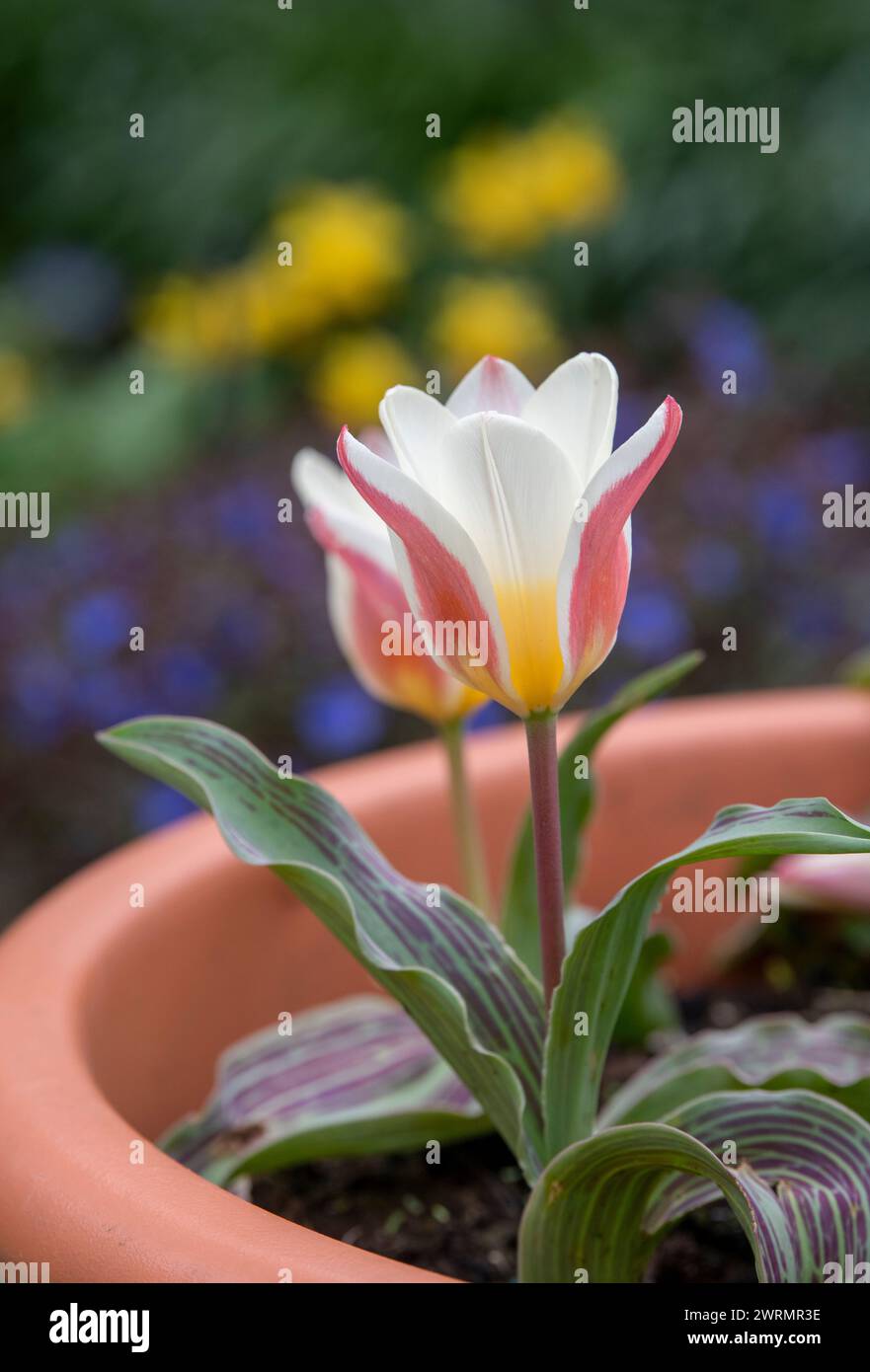 Tulipa. Tulpe Wasserlilie blüht im märz in einem Pflanztopf. UK Stockfoto