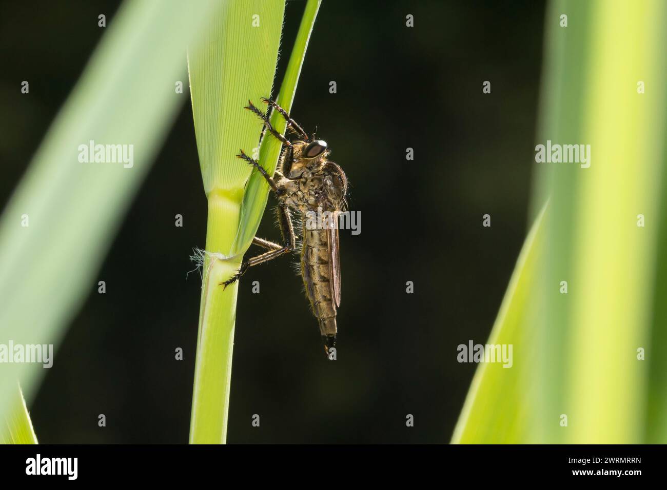 Raubfliege, Weibchen, Machimus Spec., Machimus, Robberfly, weiblich Stockfoto