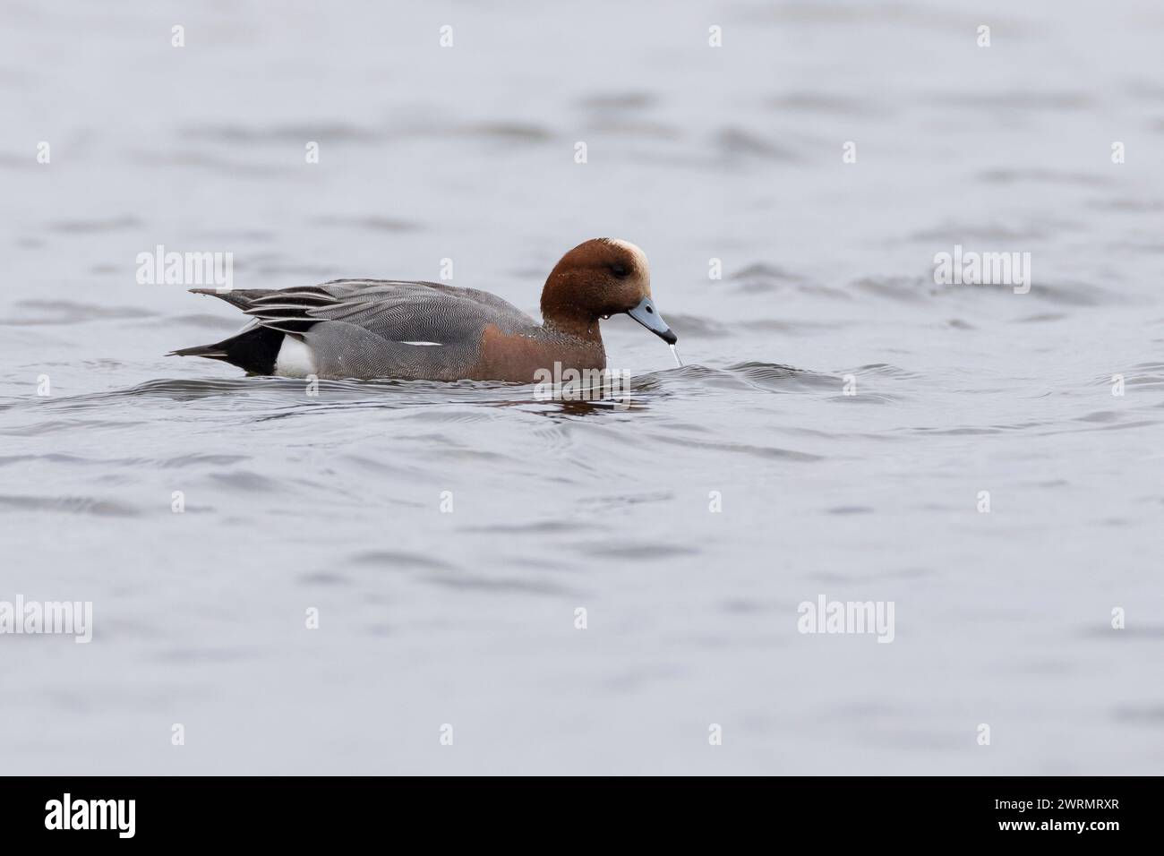 Pfeifente, Männchen, Erpel, Pfeif-Ente, Mareca penelope, Anas penelope, Eurasische Witwe, Europäische Witwe, Witwe, Widgeon, männlich, Le Canard Siffleur, l Stockfoto