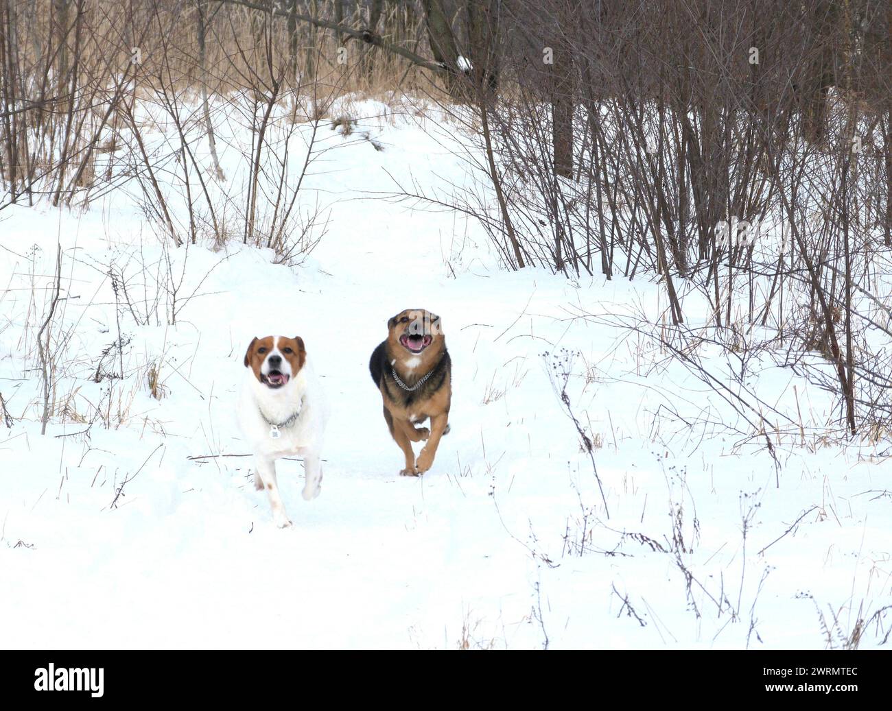 Hund zur Adoption - Irland Stockfoto