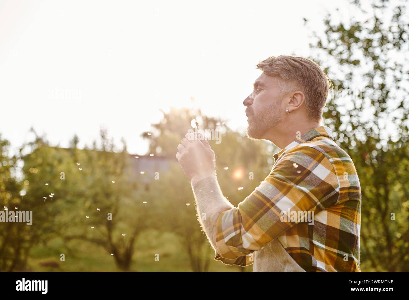 Fröhlicher ansprechender Mann mit Tattoos, die auf Löwenzahn blasen, während sie auf der Farm im Sonnenlicht chillen Stockfoto