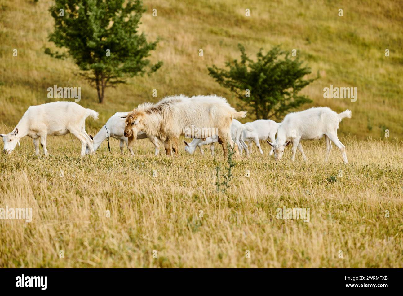 Riesige, lebhafte Rinder mit süßen Ziegen, die frisches Unkraut und Gras auf grünen, landschaftlich reizvollen Feldern grasen Stockfoto