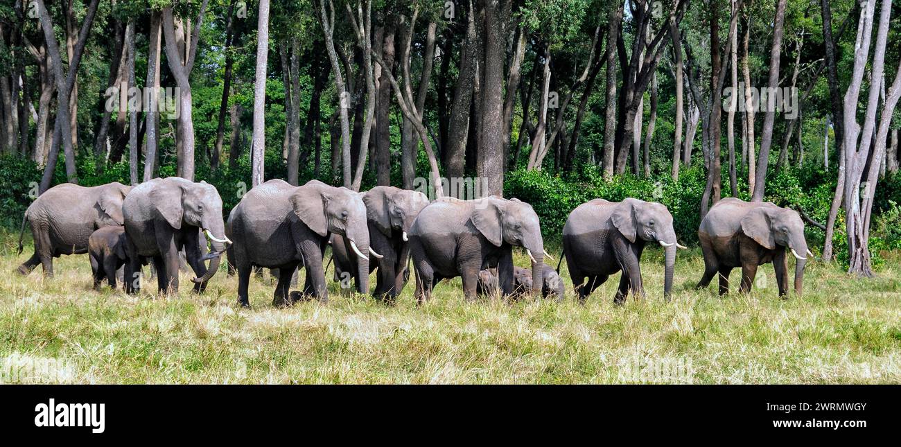 Afrikanische Elefanten, die aus dem Wald in den Sumpf der Maasai Mara, Kenia, auftauchen. Stockfoto