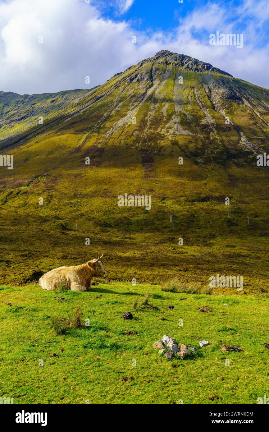 Blick auf eine Highland Cow auf der Isle of Skye, Innenhebriden, Schottland, Großbritannien Stockfoto