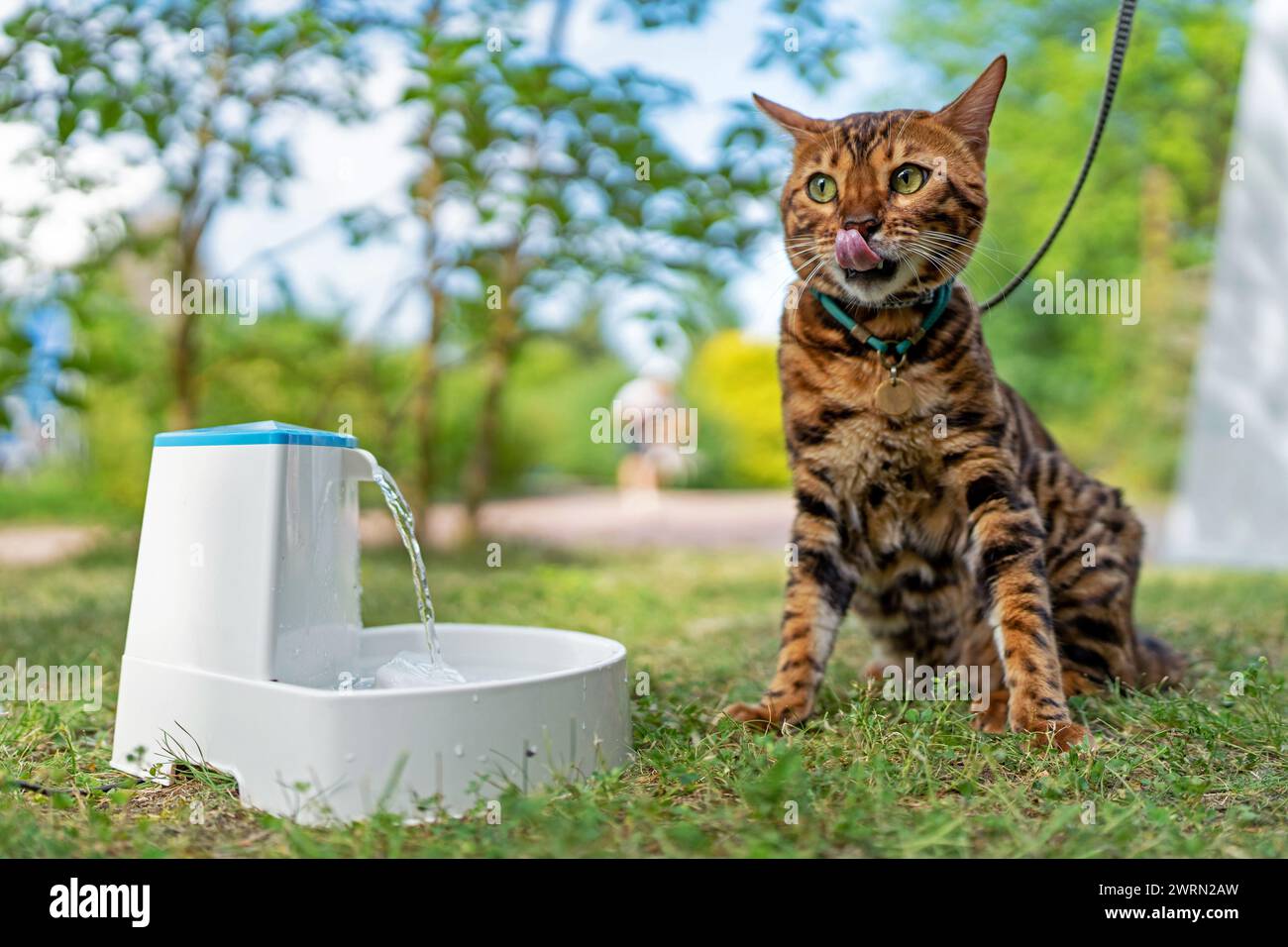 Junge reinrassige bengalische Katze in der Nähe von intelligentem Gadget mit Wasserbrunnen für Katzen und Hunde. Elektrischer Wasserbrunnen. Tiergesundheit und Tierschutz. PET-Geräte. Stockfoto