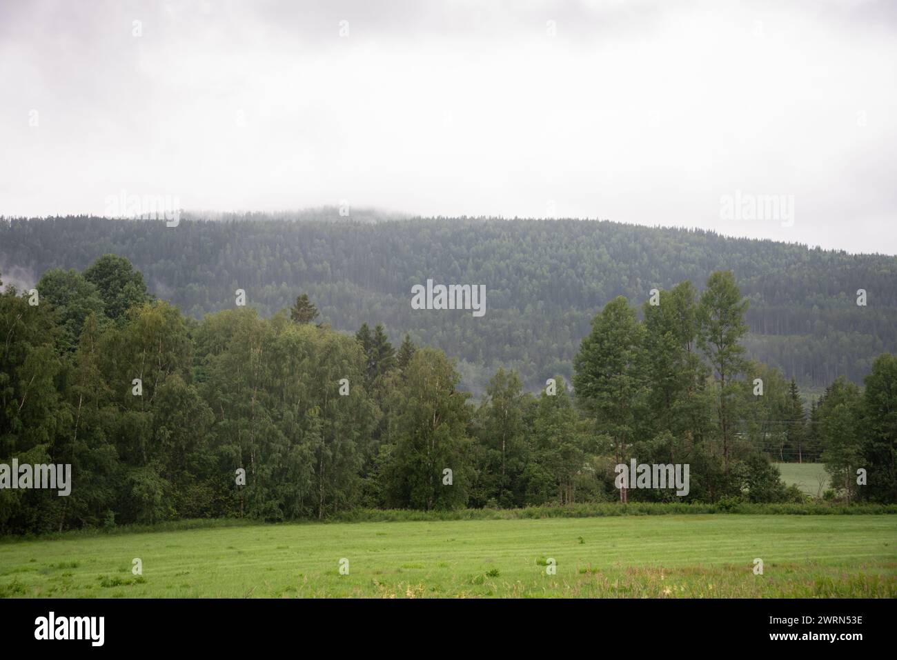 Norwegische Gebirgsfjordlandschaft mit grünen Nadelbäumen bewachsen, im Vordergrund eine Wiese mit grünem, frisch geschnittenem Gras und Bäumen. Stockfoto