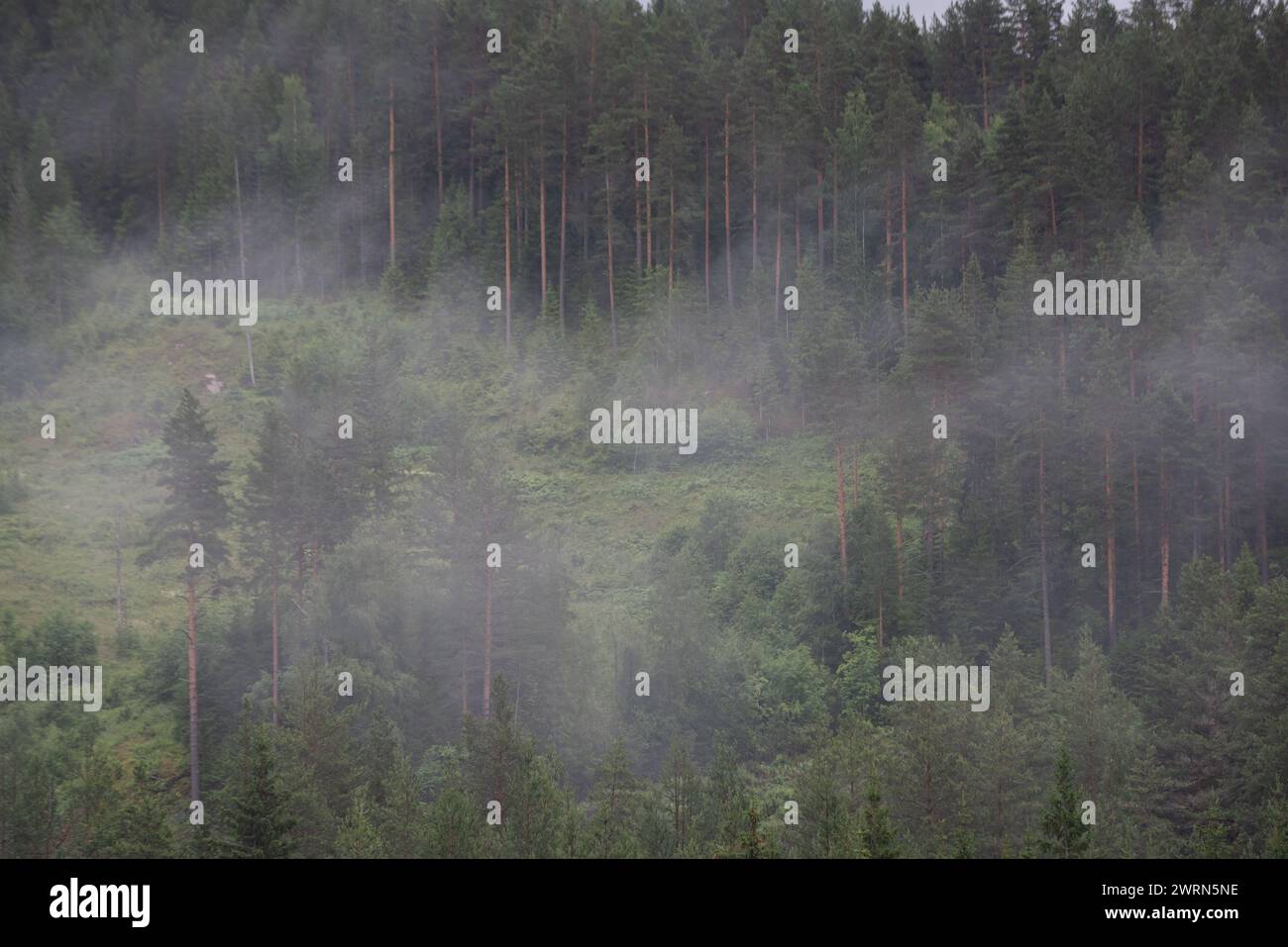Grüner Nadelwald in norwegischen Bergen in weißem Nebel. Stockfoto