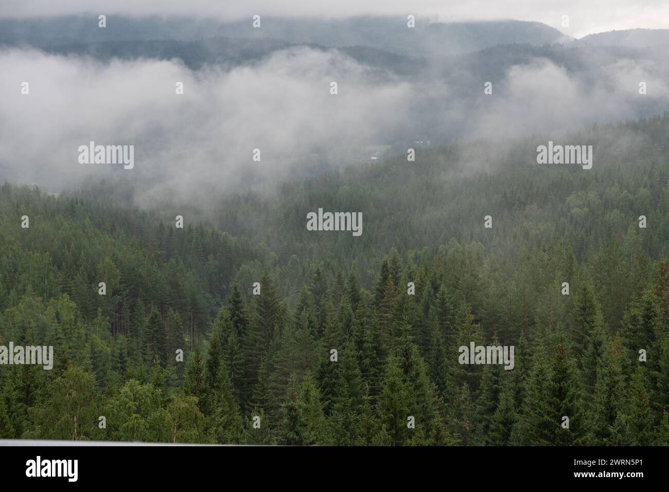 Norwegische Landschaft mit weißem Nebel über grünen Bäumen mit Bergen im Hintergrund. Stockfoto