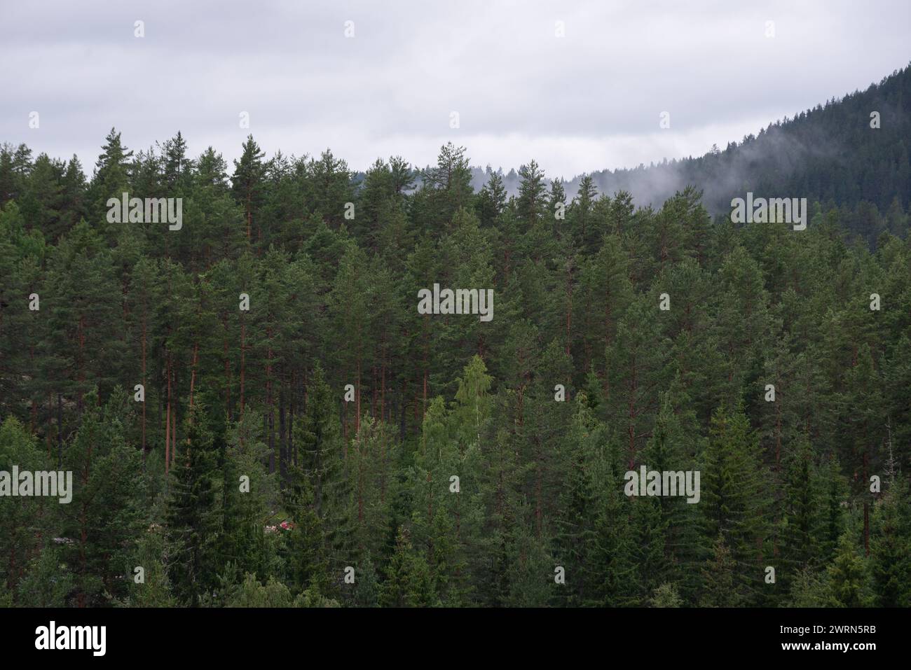 Grüne Nadelbäume an einem nebeligen Tag in den Bergen Norwegens. Stockfoto