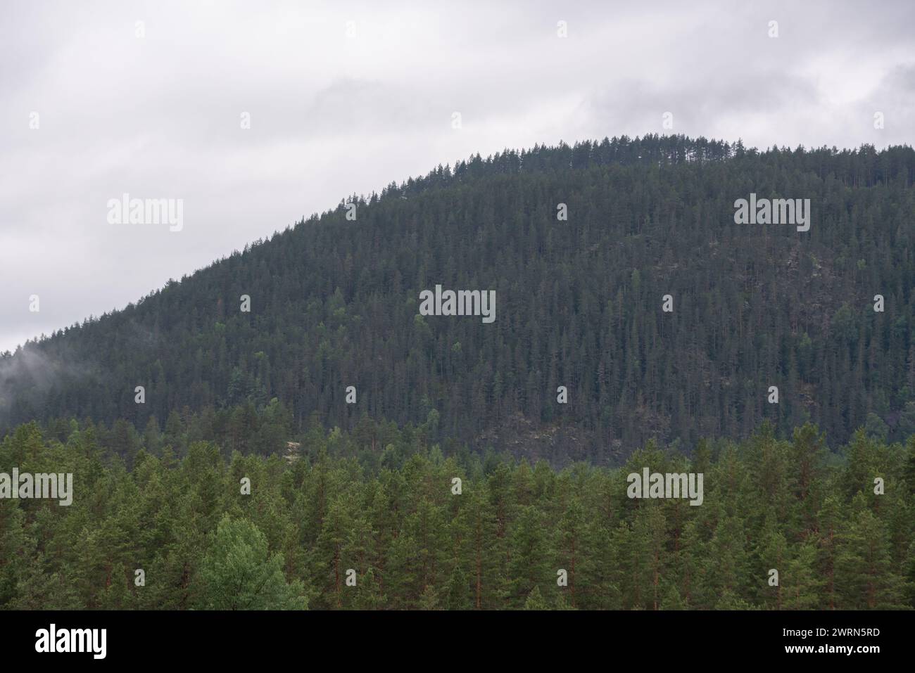Grüne Nadelbäume an einem nebeligen Tag in den Bergen Norwegens. Stockfoto