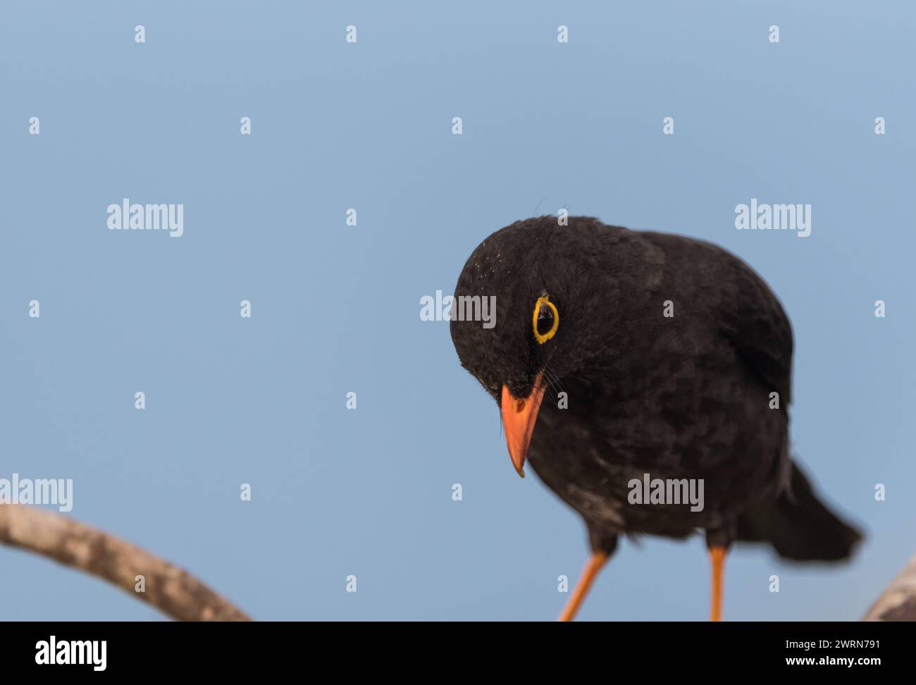 Hochthront große Thrush (Turdus fuscater) im Tatama-Nationalpark, Kolumbien Stockfoto