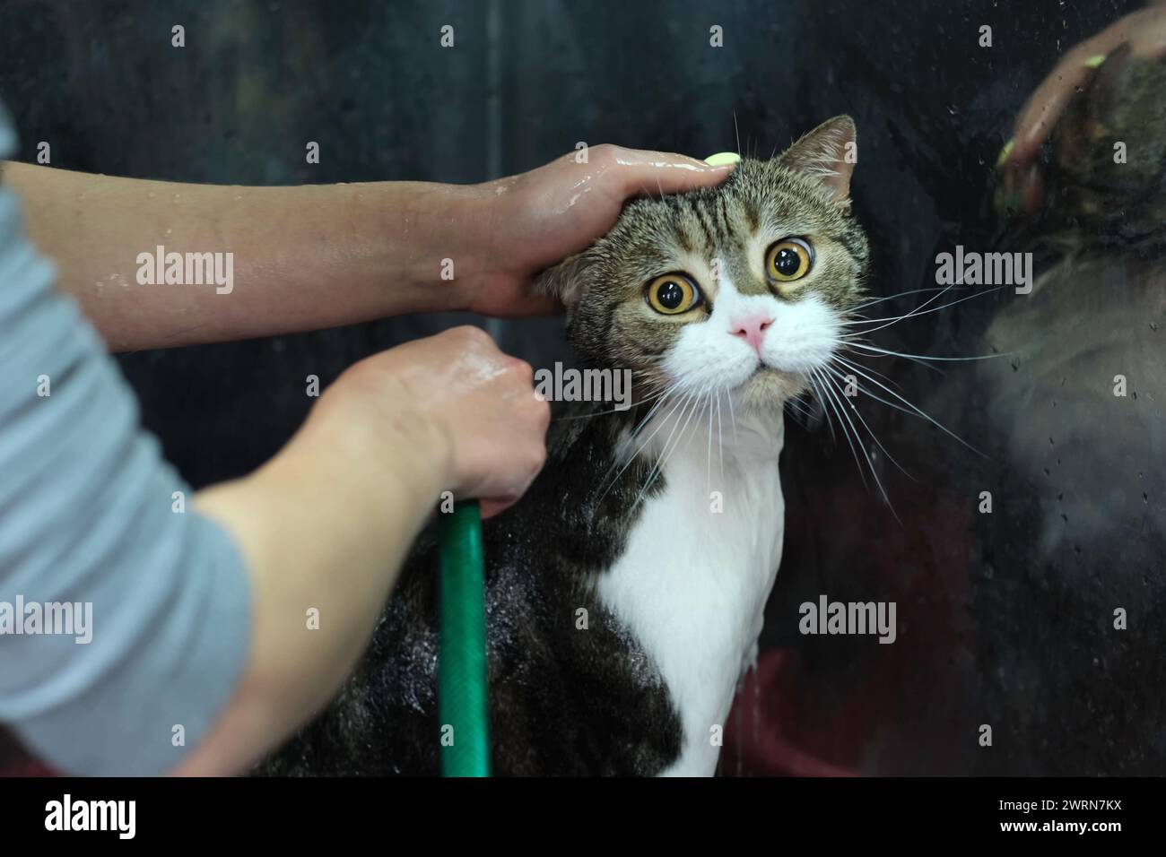 Der Groomer wäscht die Katze mit Wasser, er sitzt ruhig und schaut in die Kamera, sein Spiegelbild ist in der Metallbadewanne sichtbar. Stockfoto