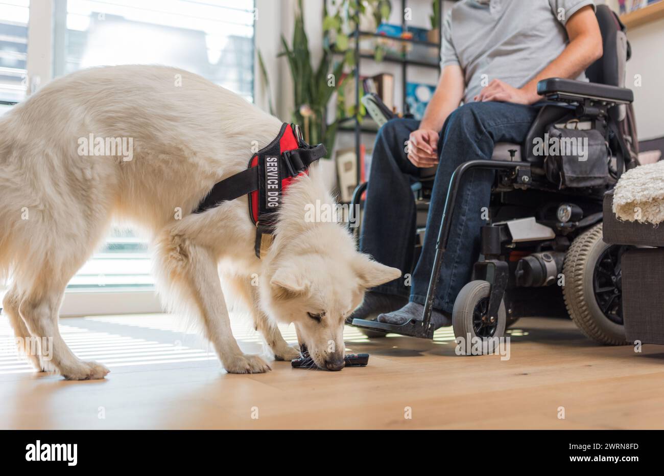 Ausgebildeter Servicehund, der auf einen Befehl seines Besitzers im Rollstuhl reagiert und die heruntergefallene Fernbedienung aufnimmt. Stockfoto