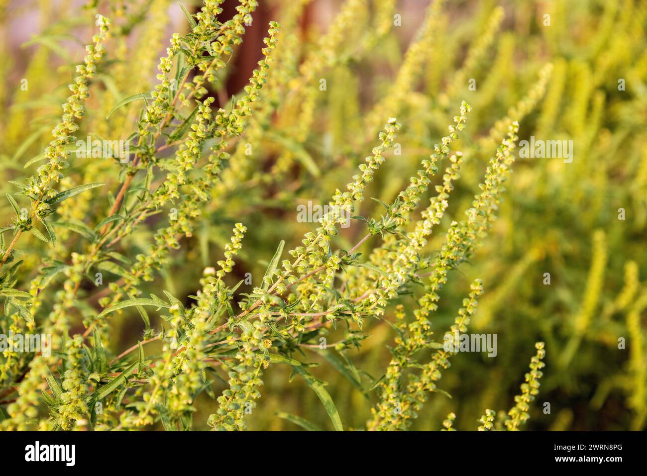 Blühende Ragweed-Pflanze (Ambrosia artemisiifolia), ein häufiges Allergen Stockfoto