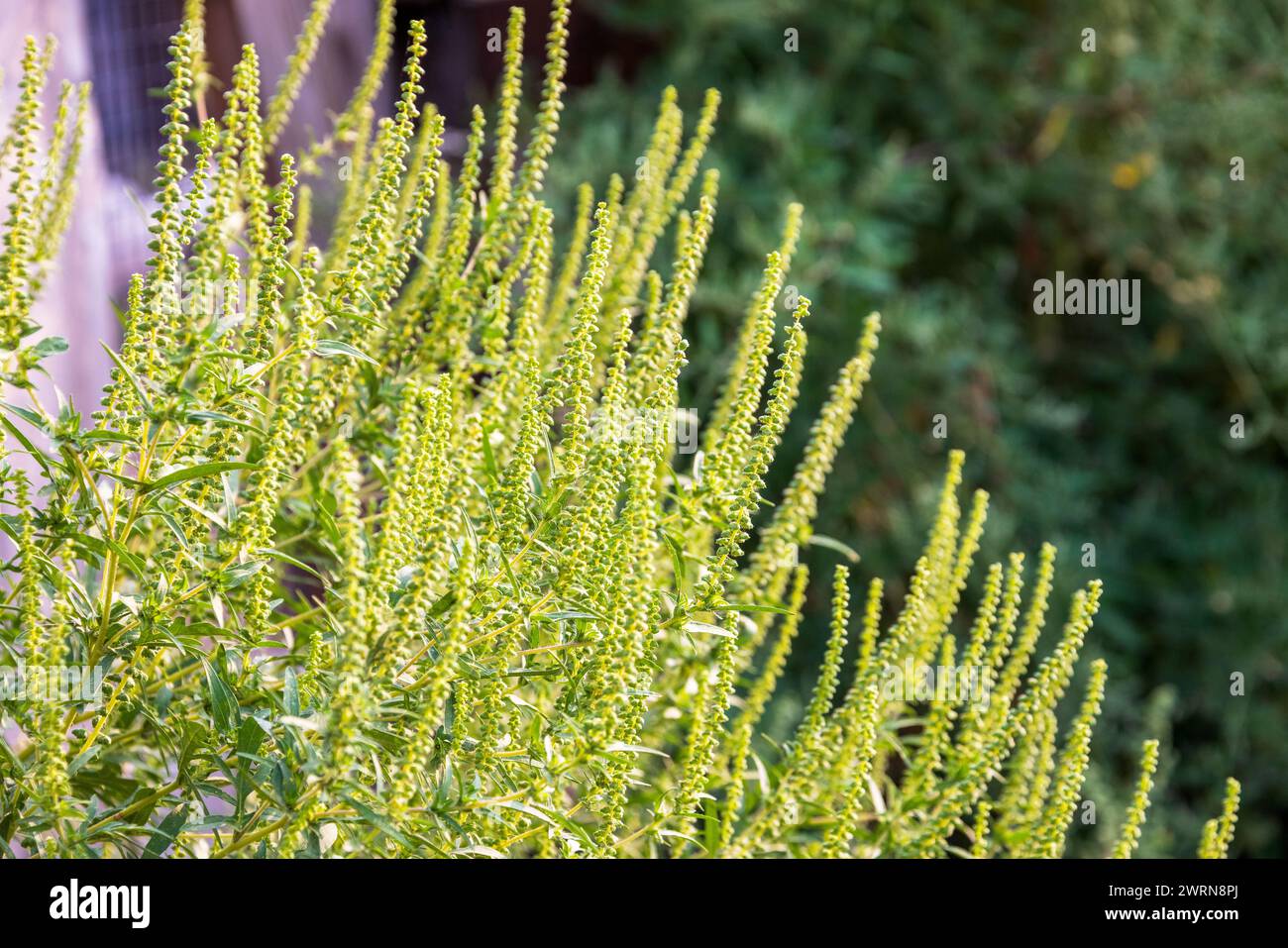 Blühende Ragweed-Pflanze (Ambrosia artemisiifolia), ein häufiges Allergen Stockfoto