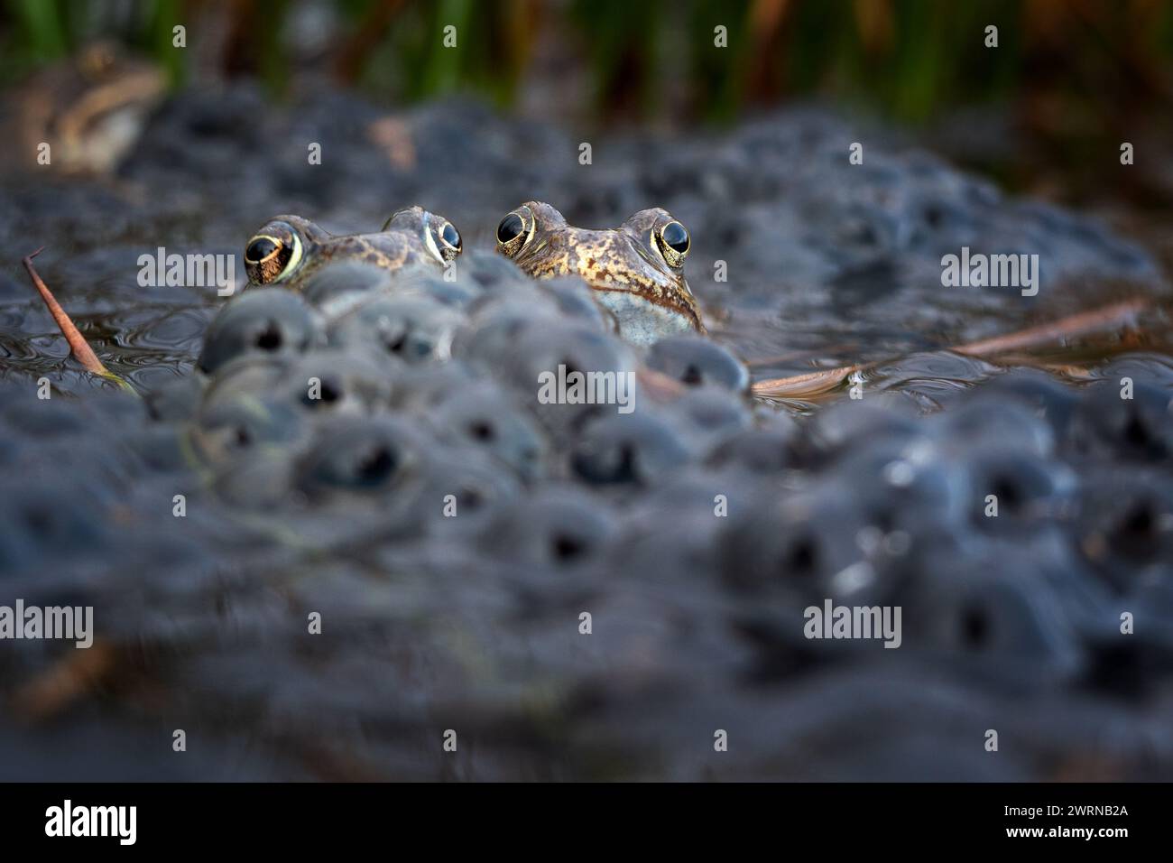 Zwei Paare gewöhnlicher Frösche mit Blick in die Kamera, scheinbar ziemlich stolz auf sich selbst unter Froschspawn auf Burley Moor, Ilkley, West Yorkshir Stockfoto