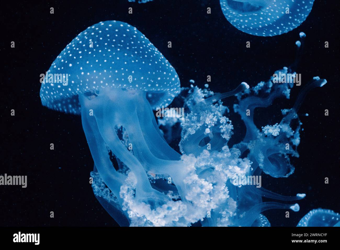 Schwarm von gefleckten blauen Quallen, ihre Tentakeln ziehen nach unten, treiben in den ruhigen, dunklen Tiefen des Ozeans Stockfoto
