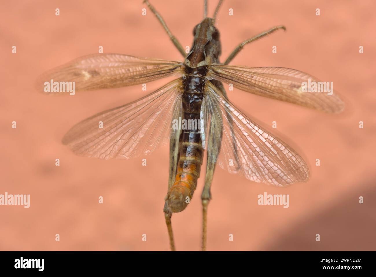 Grashüpfer (Orthoptera, Caelifera) hängt in einem Spinnennetz einer Spinne, Makrofotografie, Insekten Stockfoto