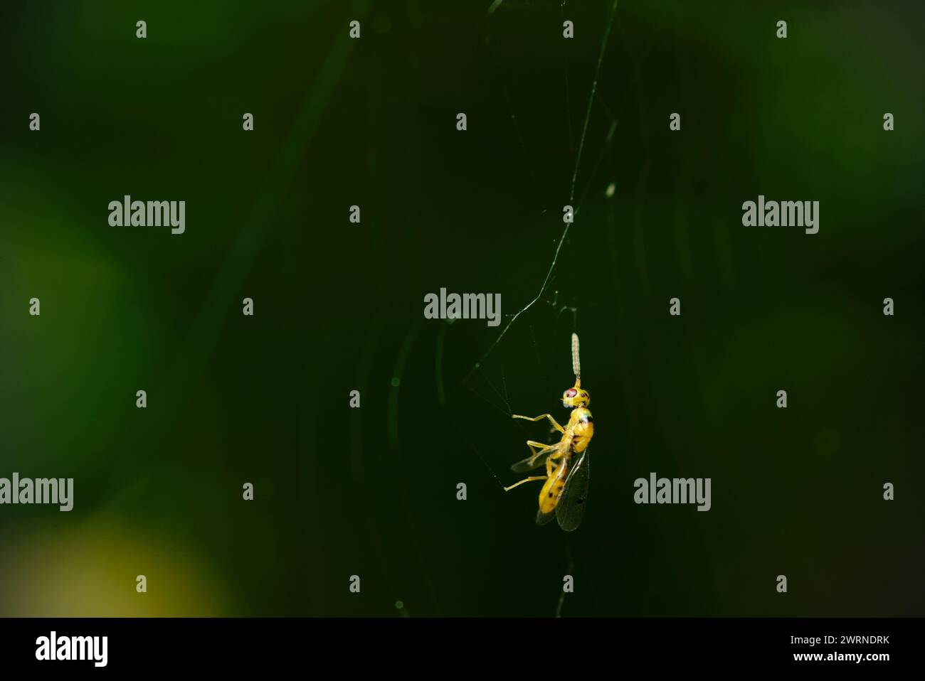 Nahaufnahme einer winzigen Wespe, gefangen in einem Spinnennetz, Insektenfotografie, Natur, Makro, Biodiversität Stockfoto