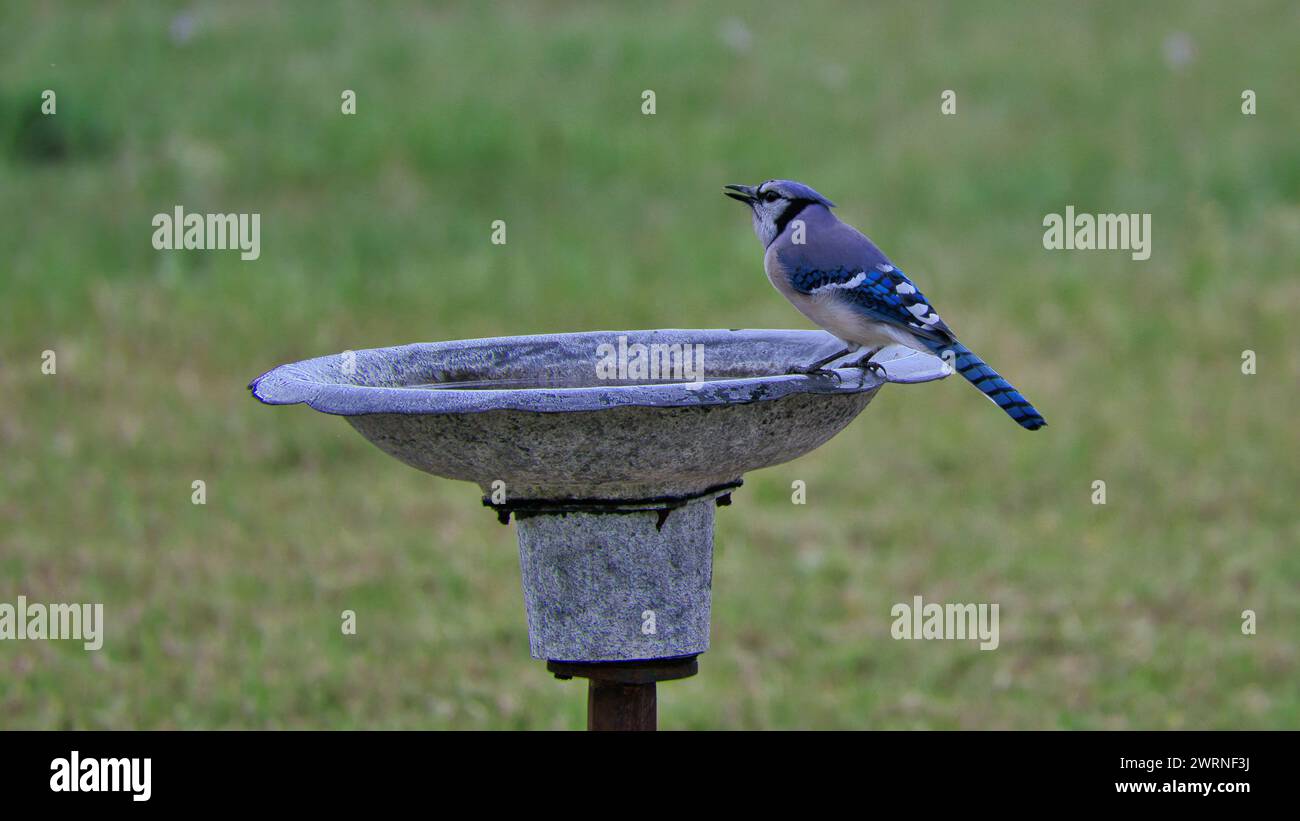 Blue jay sitzt auf einem Vogelbad auf Metallstange Stockfoto