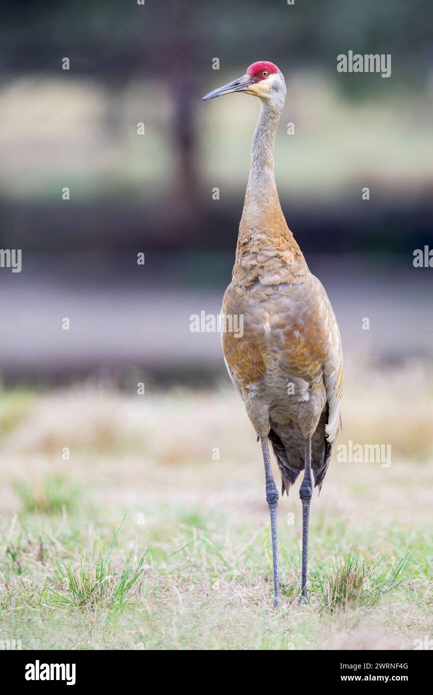 Sandhill Kran (Grus Canadensis) stehen im Grünland, Kissimmee, Florida, USA Stockfoto