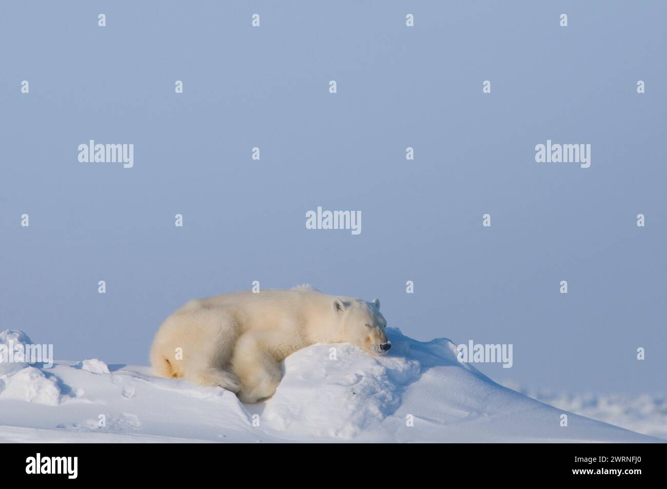 Eisbär, Ursus maritimus, Erwachsener schläft im Winter auf einer Schneebank entlang der arktischen Küste, Alaska Stockfoto