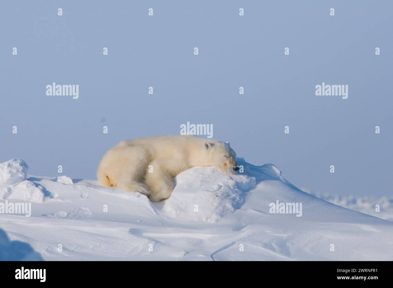 Eisbär, Ursus maritimus, Erwachsener schläft im Winter auf einer Schneebank entlang der arktischen Küste, Alaska Stockfoto