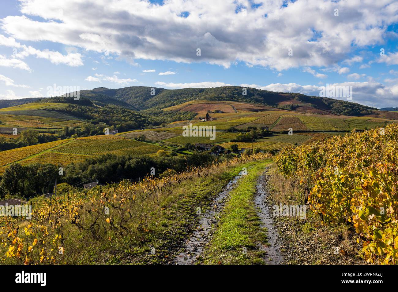 Vignoble du Mont Brouilly, l’un des plus beau terroir du Beaujolais Stockfoto