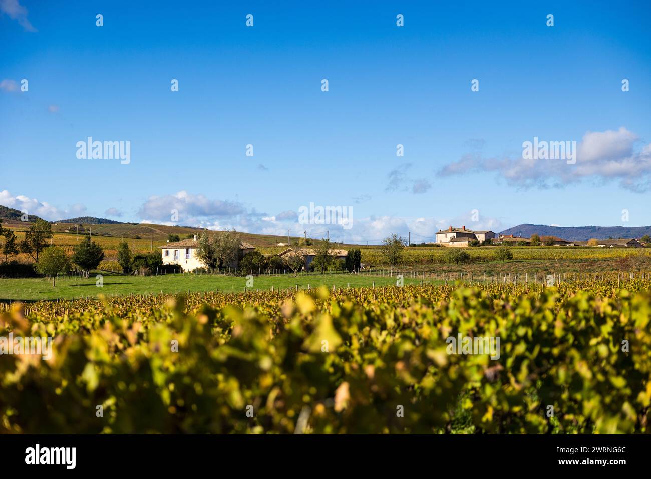 Vignoble du Mont Brouilly, l’un des plus beau terroir du Beaujolais Stockfoto
