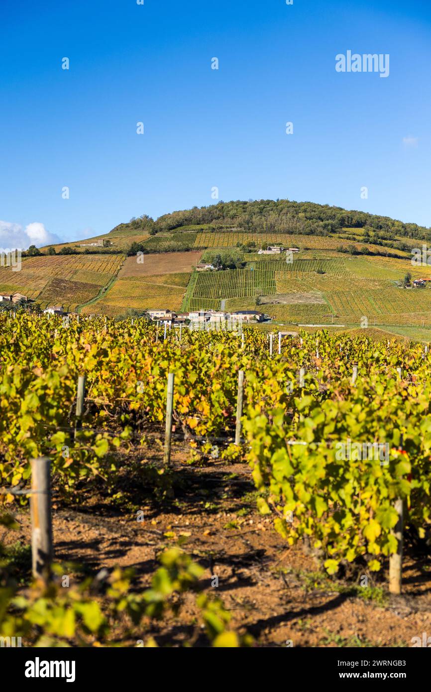 Mont Brouilly et Son vignoble produisant l’un des meilleurs vins du Beaujolais Stockfoto