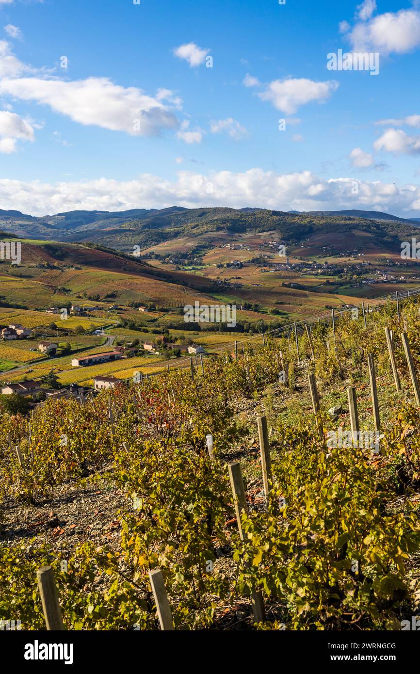 Panorama sur les monts et les vignes du Beaujolais depuis les flancs du Mont Brouilly Stockfoto