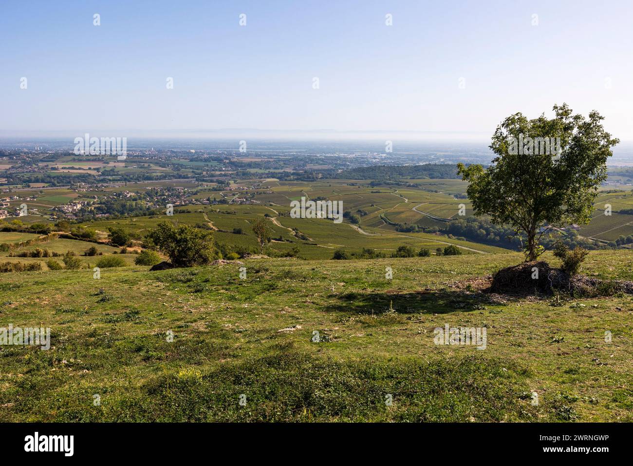 Paysage du Mâconnais et de ses vignobles depuis le sommet de la Roche du Solutré, en Bourgogne Stockfoto