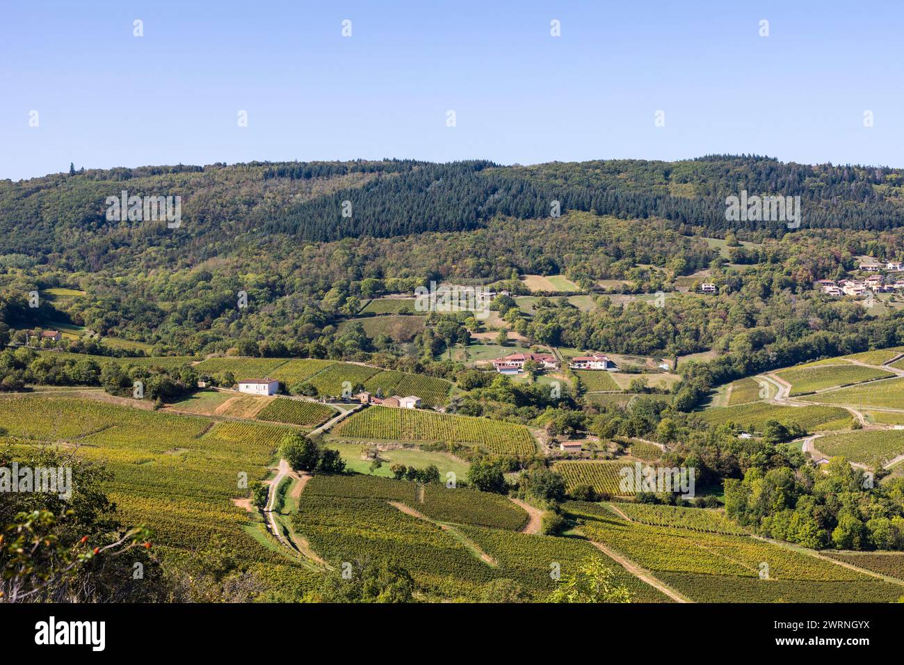 Vignoble de la célèbre appellation Pouilly-Fuissé, en Bourgogne, dans le Village de Solutré-Pouilly près de Mâcon Stockfoto