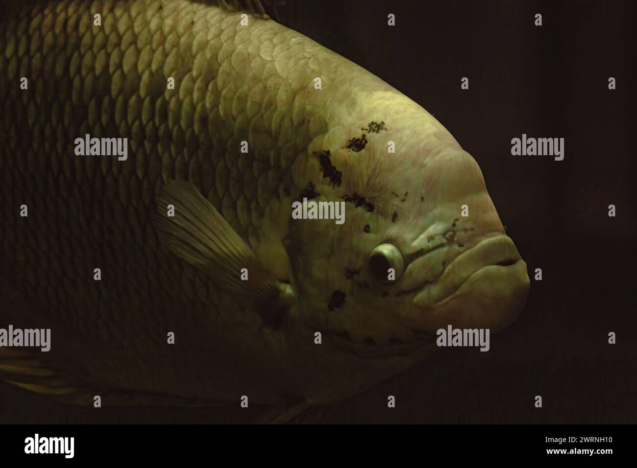 Gourami große Fische im Süßwasseraquarium. Stockfoto