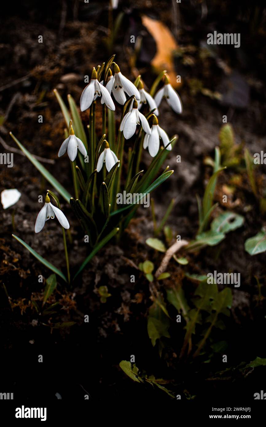 Schneeglöckchen blühen und tauchen eifrig aus dem verschneiten Boden auf Stockfoto